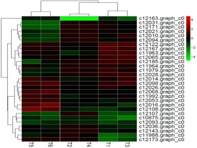 差異表達miRNA聚類分析 差異表達miRNA聚類分析