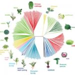 《Nature Genetics》丨亞基因組的平行趨同選擇是導(dǎo)致蕓薹和甘藍(lán)的形態(tài)型多樣化以及趨同馴化的主要動力