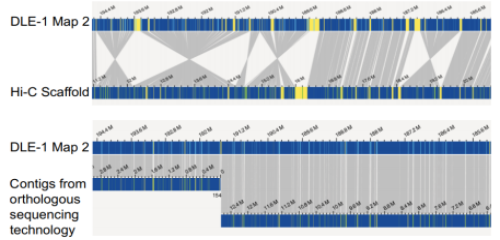 光學(xué)圖譜比對(duì)發(fā)現(xiàn)Hi-C中錯(cuò)誤定位片段
