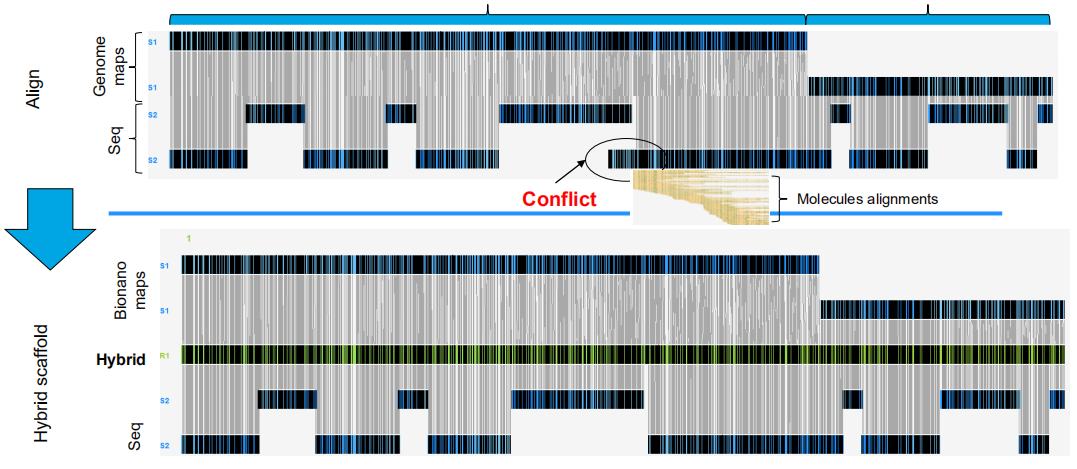 Bionano檢測(cè)并糾正序列中的錯(cuò)誤裝配后將NGS contigs定向成超長(zhǎng)scaffold