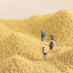 【項(xiàng)目案例】|Nature Plants“小米”基因組破譯–為C4禾谷類研究提供新型理想模式植物