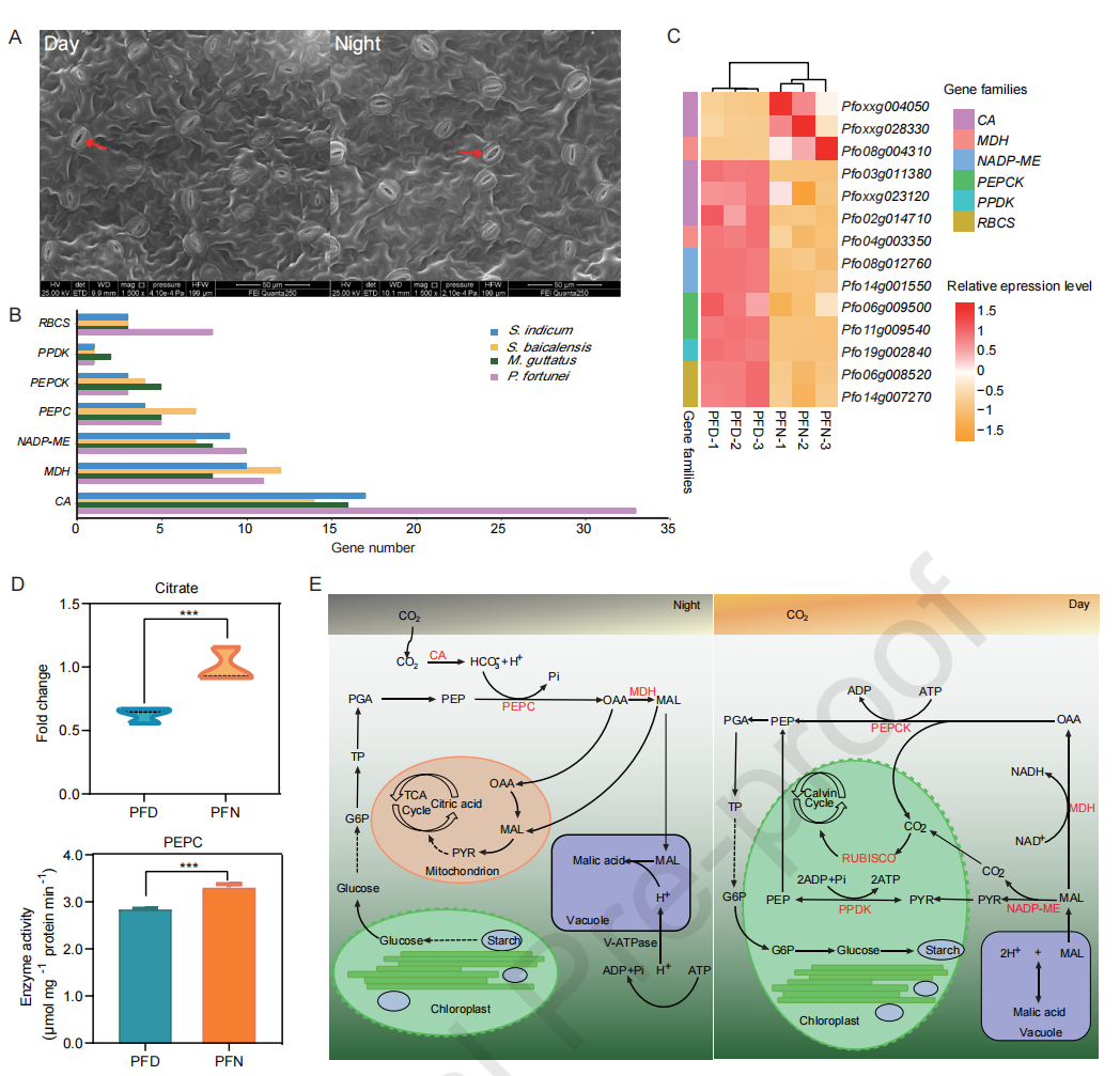 圖3 白花泡桐CAM光合作用途徑 圖3 白花泡桐CAM光合作用途徑