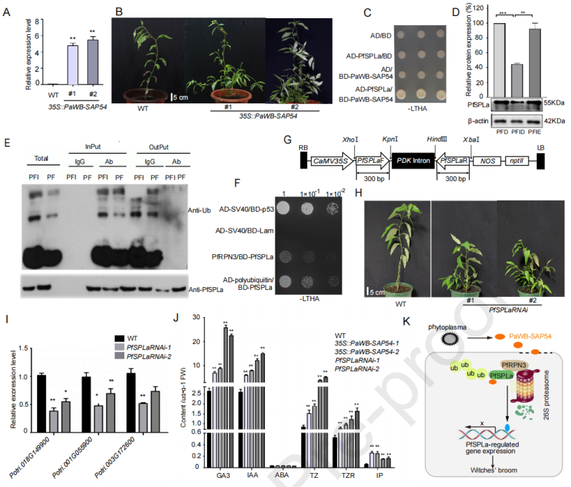 圖6 泡桐叢枝植原體效應(yīng)因子PaWB-SAP54與PfSPLa互作誘導(dǎo)白花泡桐叢枝癥狀形成 圖6 泡桐叢枝植原體效應(yīng)因子PaWB-SAP54與PfSPLa互作誘導(dǎo)白花泡桐叢枝癥狀形成