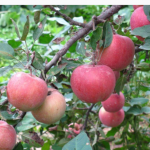 【成功案例】SLAF遺傳圖譜上新啦！