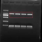 PCR經(jīng)驗分享