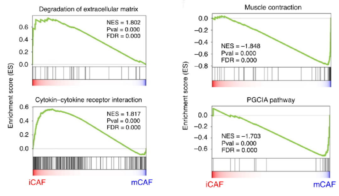 圖4?利用GSEA分析膀胱癌腫瘤相關(guān)成纖維細(xì)胞顯著富集的通路[5]