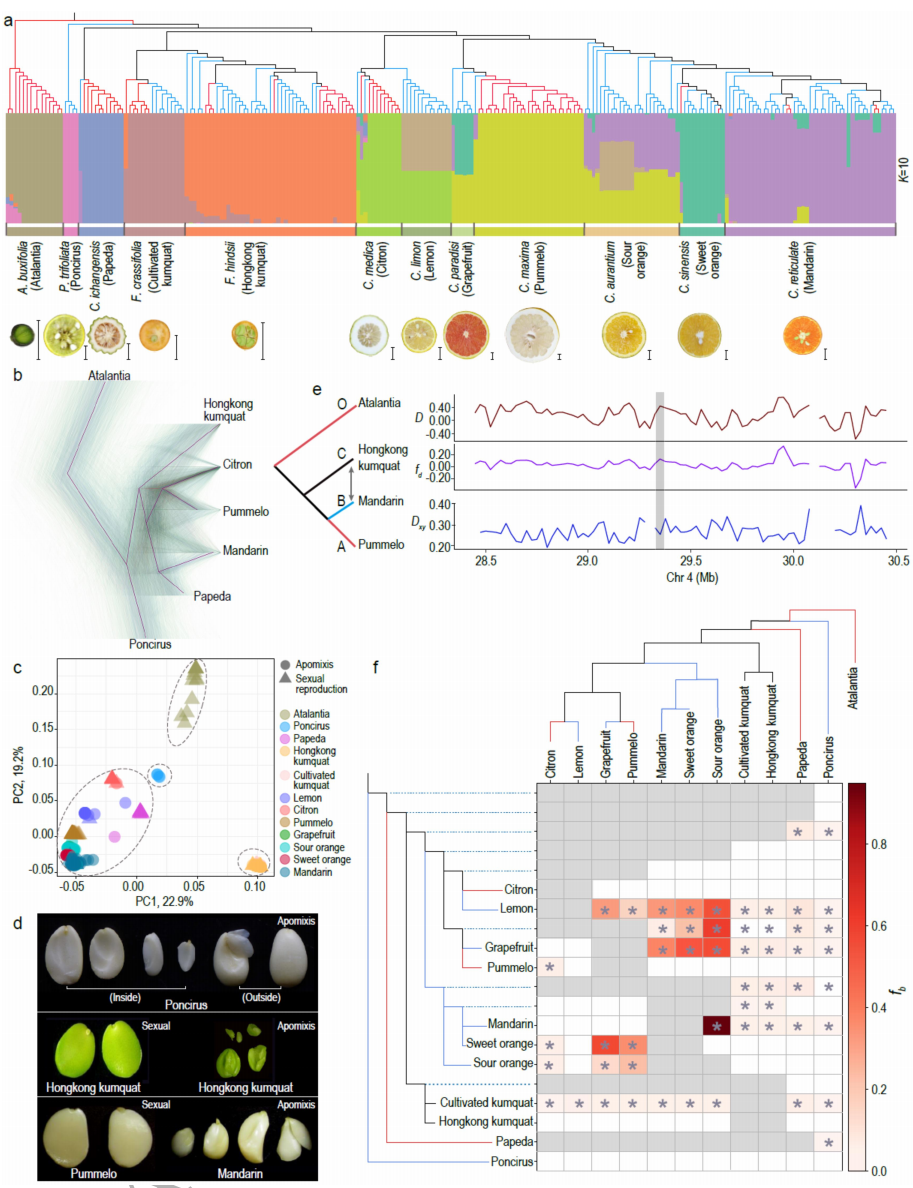 圖2 柑橘群體進化研究