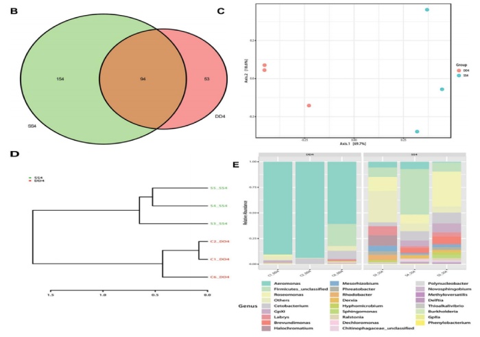 圖 2 黃河鯉新品種與對(duì)照組的細(xì)菌組成分析