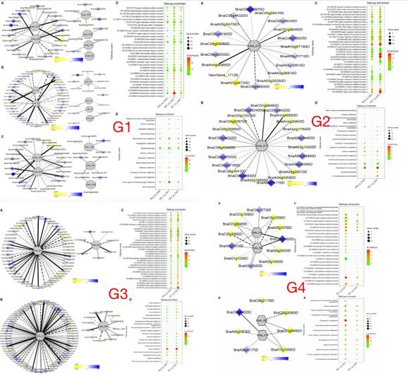 低溫脅迫相關(guān)基因與 dam 的相關(guān)網(wǎng)絡分析