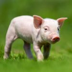 Genome Biol | 時空組學(xué)技術(shù)在豬早期卵子發(fā)生階段的應(yīng)用研究