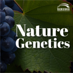 【項(xiàng)目文章】Nature Genetics | 國內(nèi)科學(xué)家團(tuán)隊(duì)在葡萄屬超級泛基因組研究中獲得重大突破