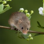 IF=26.7 | 酸味竟然能緩解肝臟損傷？科學(xué)家揭秘“酸入肝”的科學(xué)依據(jù)！