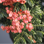 PBJ | 無患子屬全基因組多樣性圖譜被成功構(gòu)建