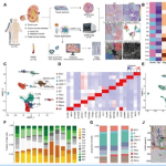 項(xiàng)目文章 | 時(shí)空多組學(xué)技術(shù)助力科學(xué)家團(tuán)隊(duì)在國際著名期刊發(fā)表最新成果