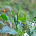 項(xiàng)目文章 | 突破性成果！辣椒基因組調(diào)控元件圖譜被系統(tǒng)繪制