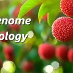 廣東省農(nóng)科院聯(lián)合華南農(nóng)大、中國熱帶農(nóng)科院在荔枝資源群體遺傳和果實(shí)性狀形成方面取得重要進(jìn)展