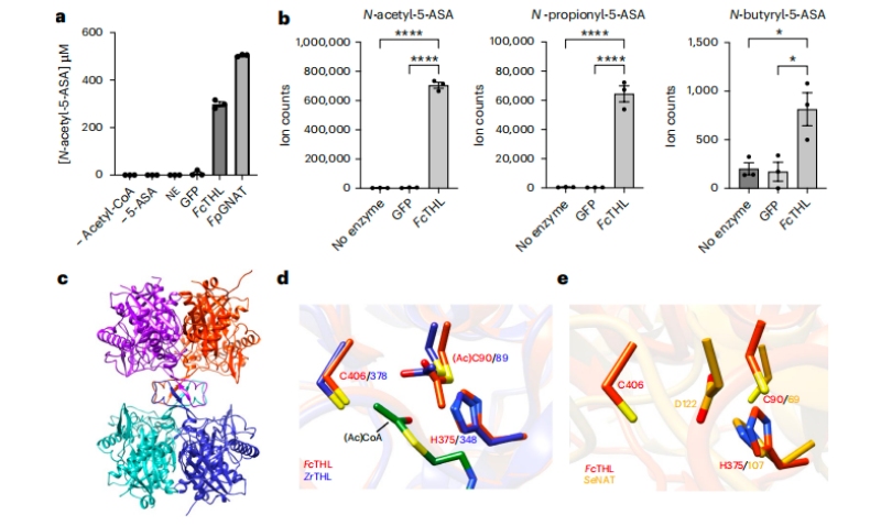 圖3?5-ASA在體外的乙酰化活性的證實(shí)