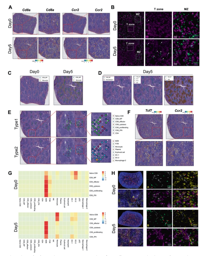 研究結(jié)果四:單核細(xì)胞和CD8+ MP細(xì)胞的抗原依賴性共定位