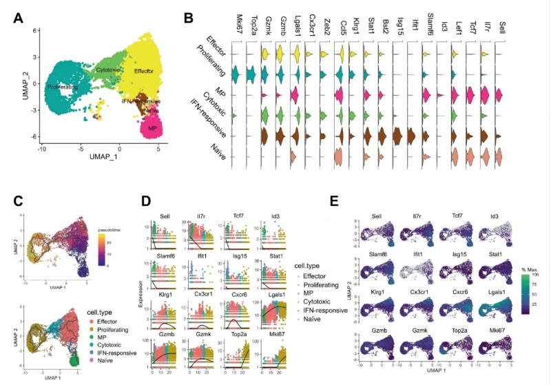 研究結(jié)果二:急性感染期間效應(yīng)和memoryCD8 T細(xì)胞分化軌跡不同