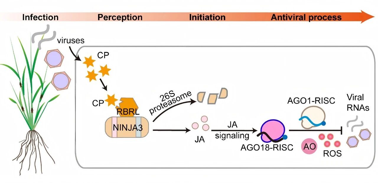 水稻抗病毒防御反應的分子機制