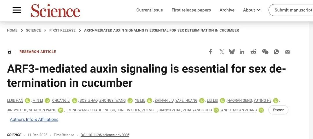 《Science》ARF3介導(dǎo)的生長(zhǎng)素信號(hào)對(duì)黃瓜性別決定至關(guān)重要