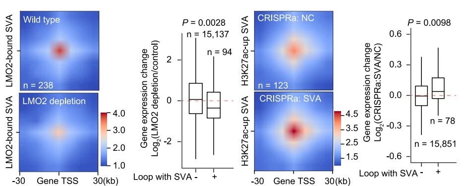 圖5. SVA通過(guò)RNA依賴性機(jī)制發(fā)揮增強(qiáng)子功能