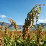 《Cell》：揭示缺磷環(huán)境促進(jìn)作物SL外排的生理現(xiàn)象，并解析其分子機(jī)制