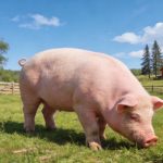 《Science Bulletin》印遇龍?jiān)菏繄F(tuán)隊(duì)最新研究成果：史氏甲烷短桿菌通過抑制肝臟酮體代謝，導(dǎo)致出生后生長遲緩