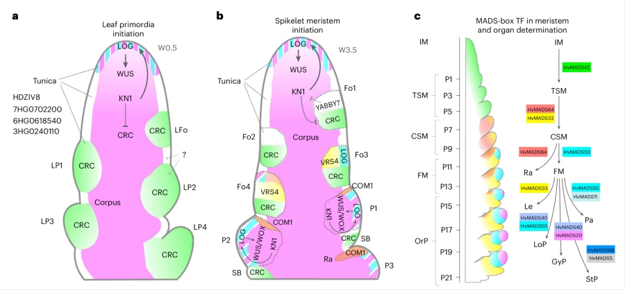 圖2. 植物SAM中原基形成和分生組織結(jié)構(gòu)的模型，以及發(fā)育中的花序示意圖