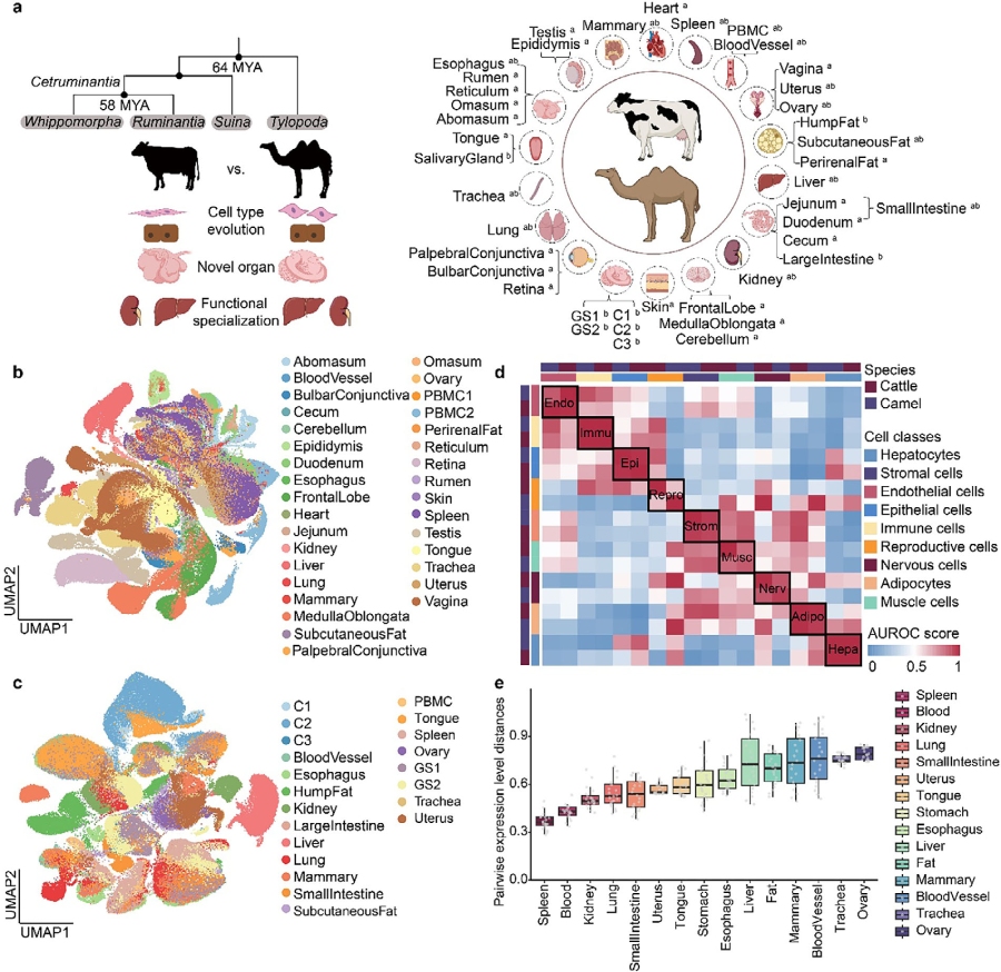 圖1. 細胞圖譜構建