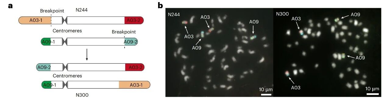 圖2 A03-A09易位的鑒定及驗(yàn)證