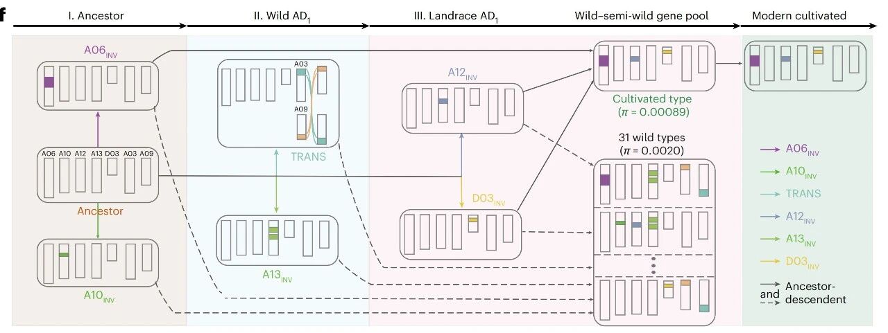 圖3 陸地棉三段式馴化路徑