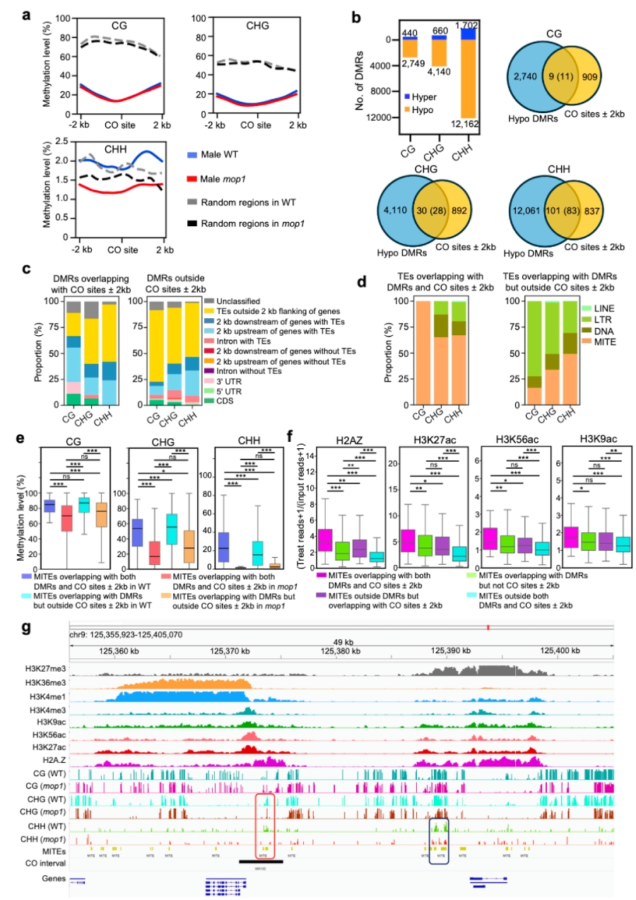 圖6 mop1可能通過(guò)局部降低具有開(kāi)放染色質(zhì)標(biāo)記的MITE序列上的DNA甲基化水平 引入新的交叉（CO）位點(diǎn)