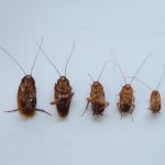 《Science》：食木性蟑螂和白蟻的營養(yǎng)特化與社會(huì)性演化