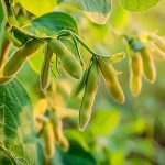 《JIPB》封面文章：南京農(nóng)業(yè)大學發(fā)現(xiàn)改良大豆株型且提高產(chǎn)量和根瘤固氮能力的“一因多效”基因