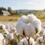 陸地棉進(jìn)化軌跡與重要性狀遺傳架構(gòu)被破解！《Nature Genetics》