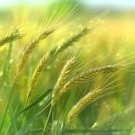 單細(xì)胞與空間轉(zhuǎn)錄組整合分析，揭示大麥從分生組織及器官起始細(xì)胞命運(yùn)決定到特定花器官起始過程中的關(guān)鍵轉(zhuǎn)錄事件與時(shí)空軌跡