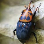 福建農(nóng)林大學揭示寄主昆蟲揮發(fā)物“反向塑造”寄生線蟲覓食行為的新機制研究丨《PNAS》封面文章