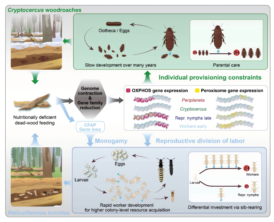 木食性蟑螂與白蟻以不同方式克服取食枯木所致的營(yíng)養(yǎng)缺陷限制