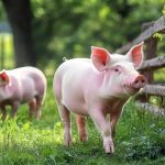 湖南農(nóng)業(yè)大學(xué)團(tuán)隊(duì)揭示益生菌-代謝物-免疫軸抗炎新路徑《Microbiome》