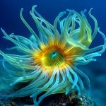 Nature子刊丨西班牙馬德里營養(yǎng)高級研究所發(fā)布新型“衰老毒素”，專殺腫瘤中的衰老細(xì)胞