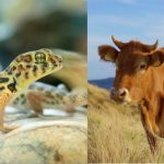 借助非靶向代謝組學(xué)技術(shù)解碼生物學(xué)過程，為疾病機制與生態(tài)適應(yīng)研究提供新視角